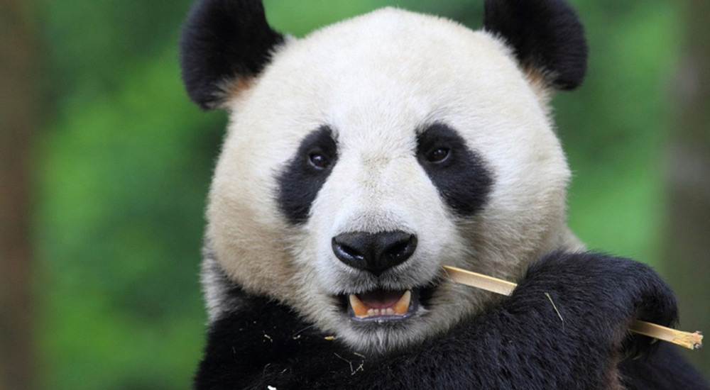 Save Panda